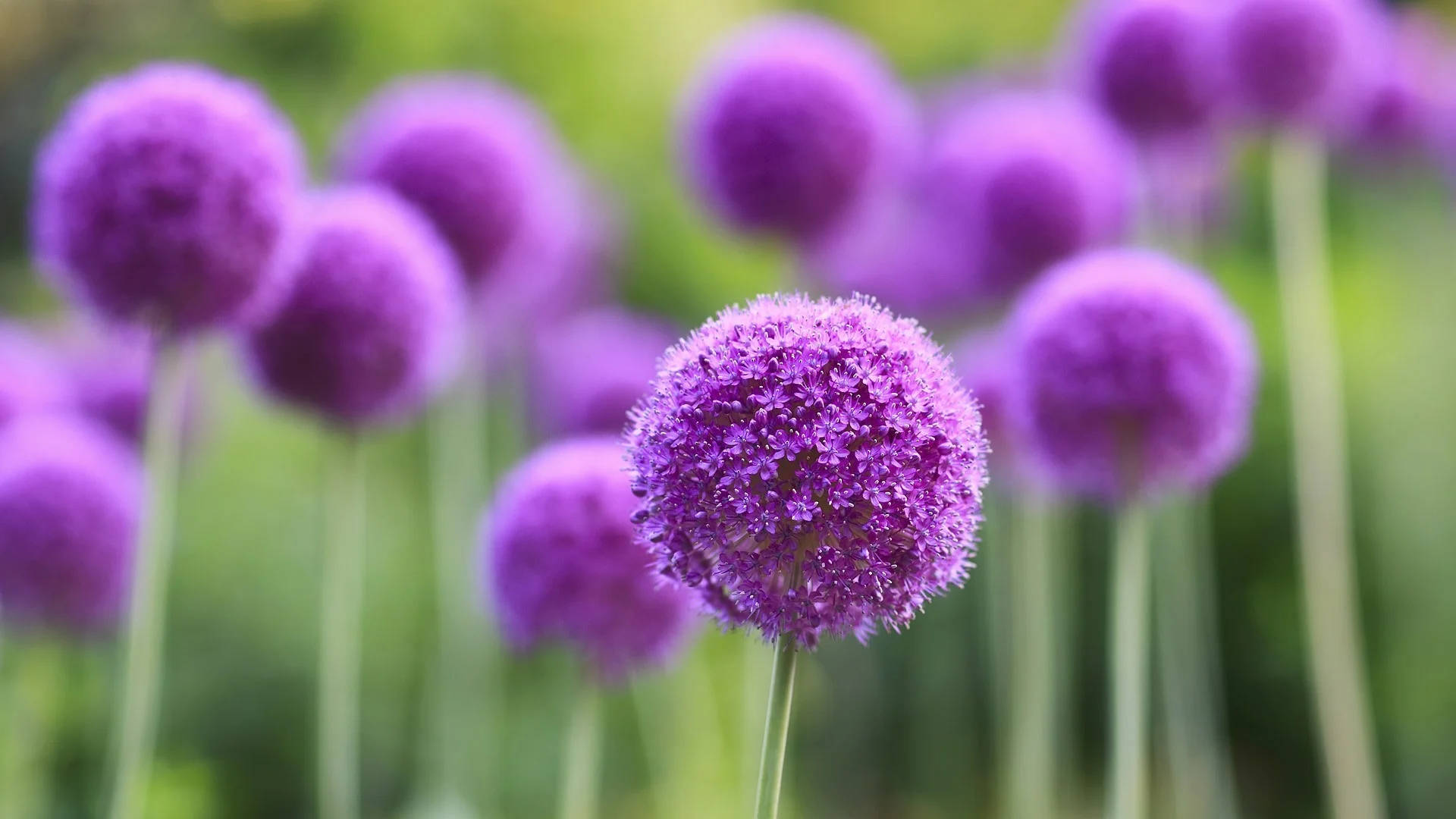 Real Floral Giant Allium Background
