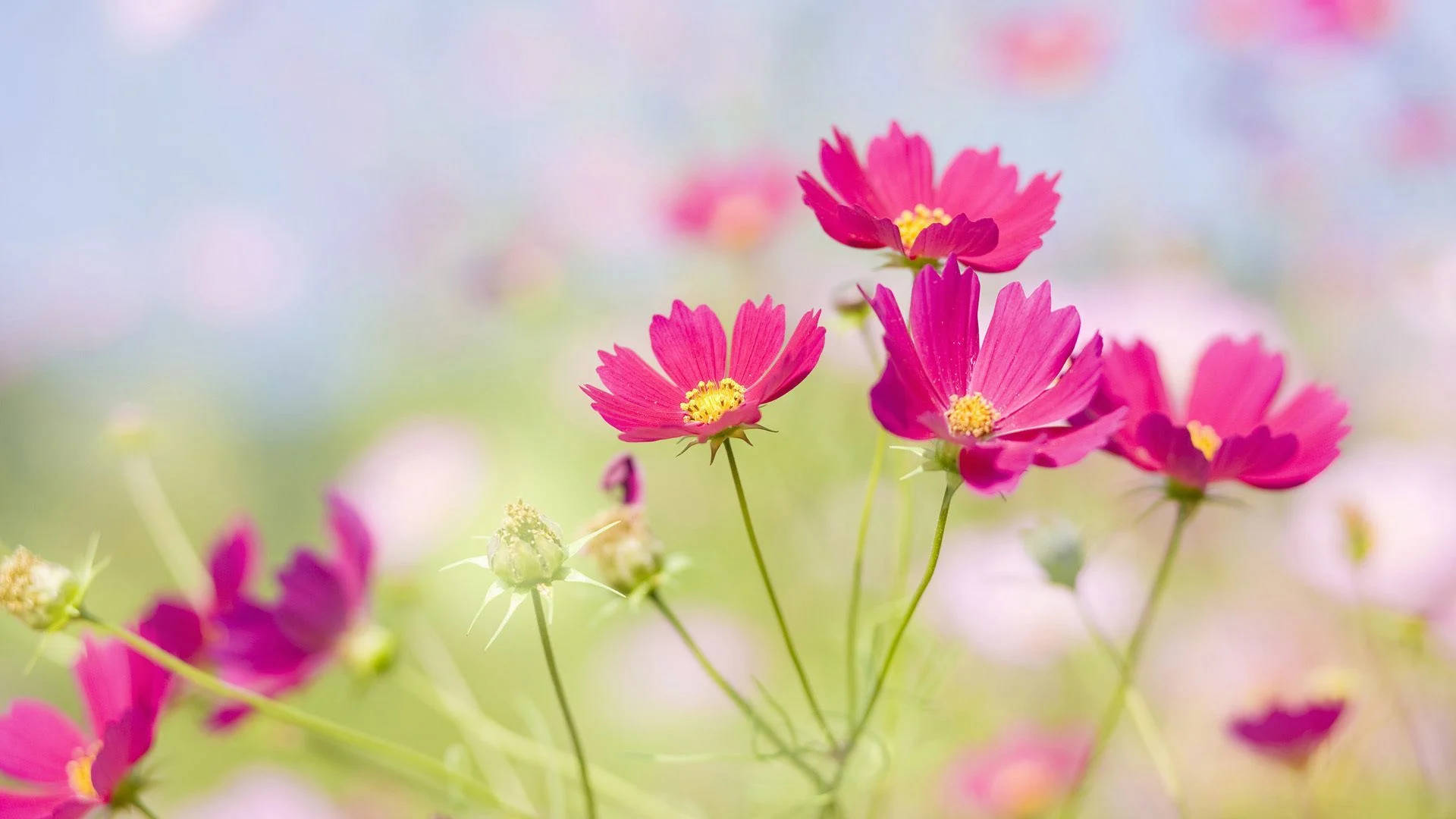 Real Floral Pink Cosmos Background