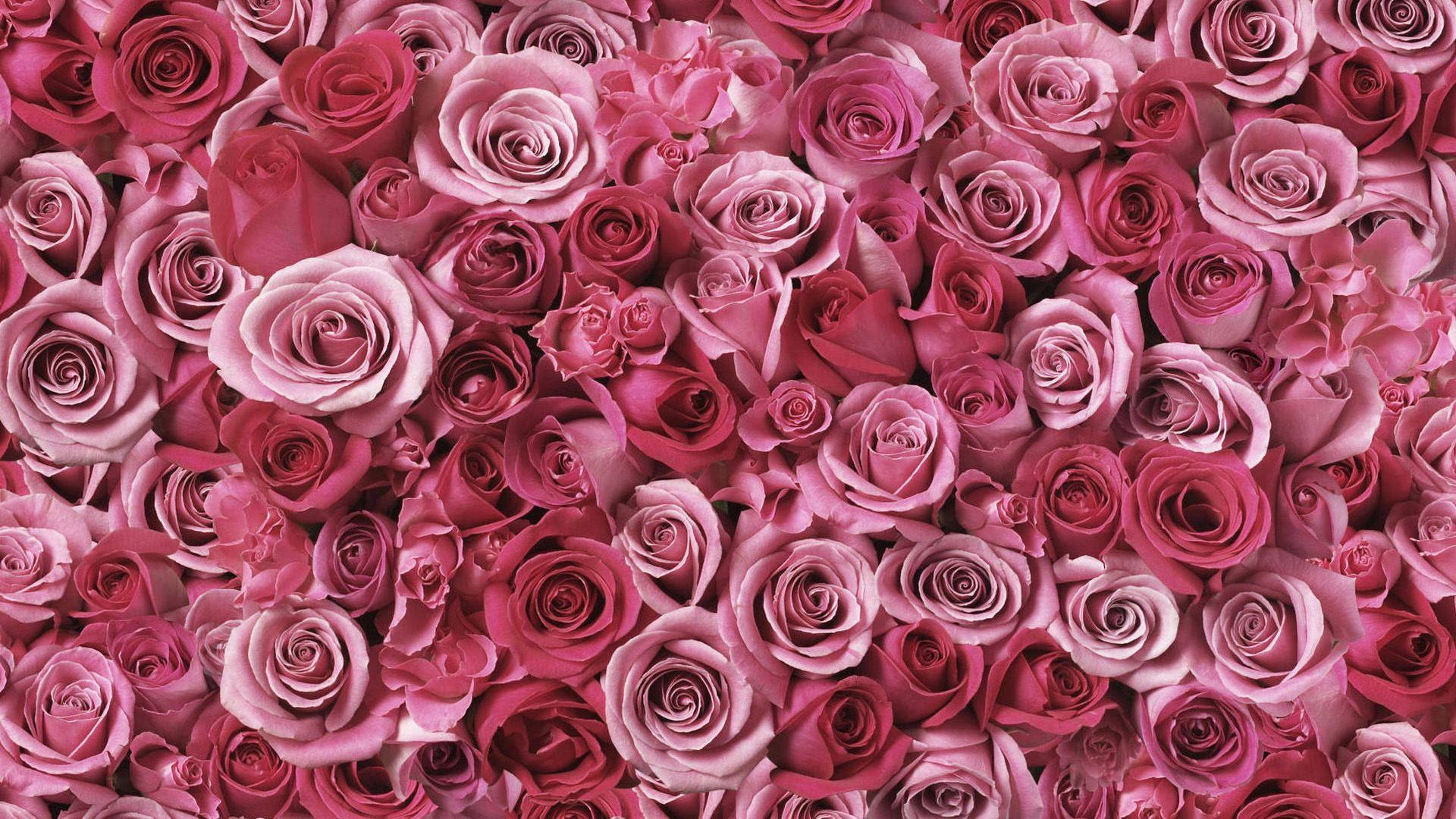 Real Floral Pink Roses Background