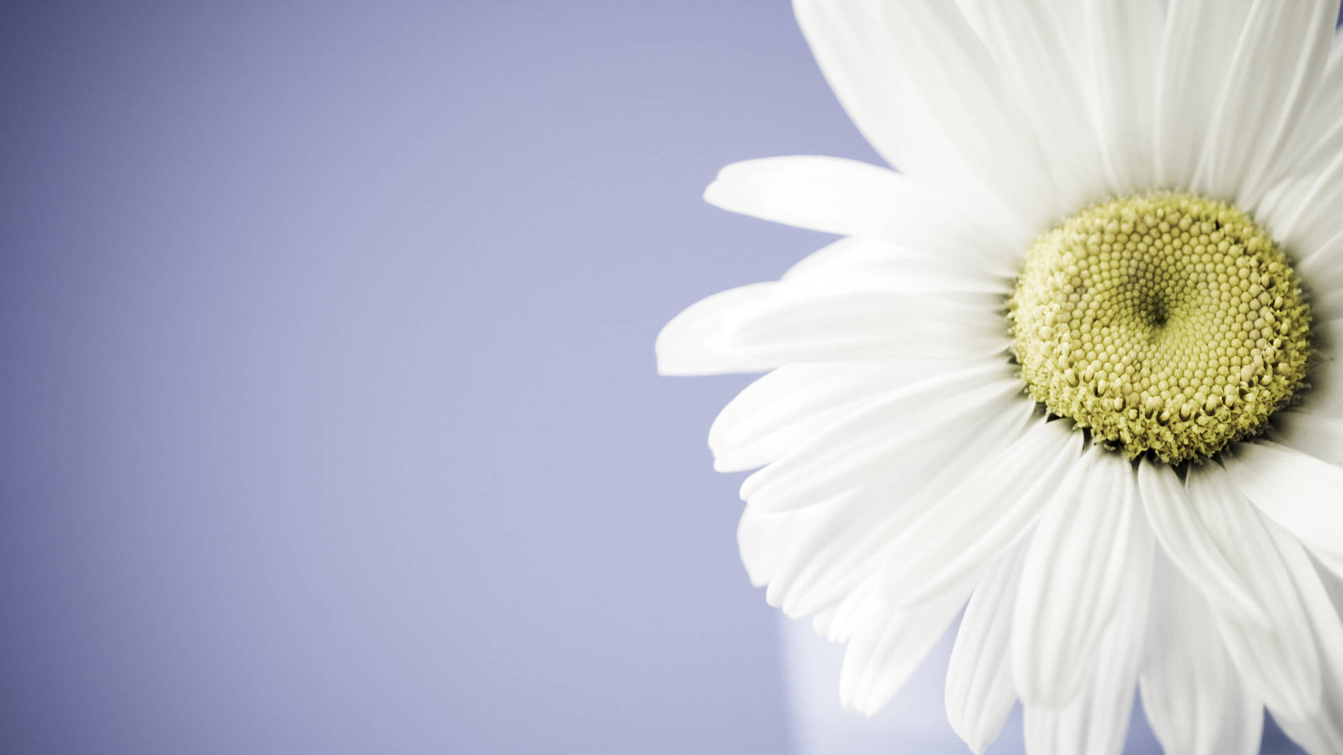 Real Floral White Daisy Background