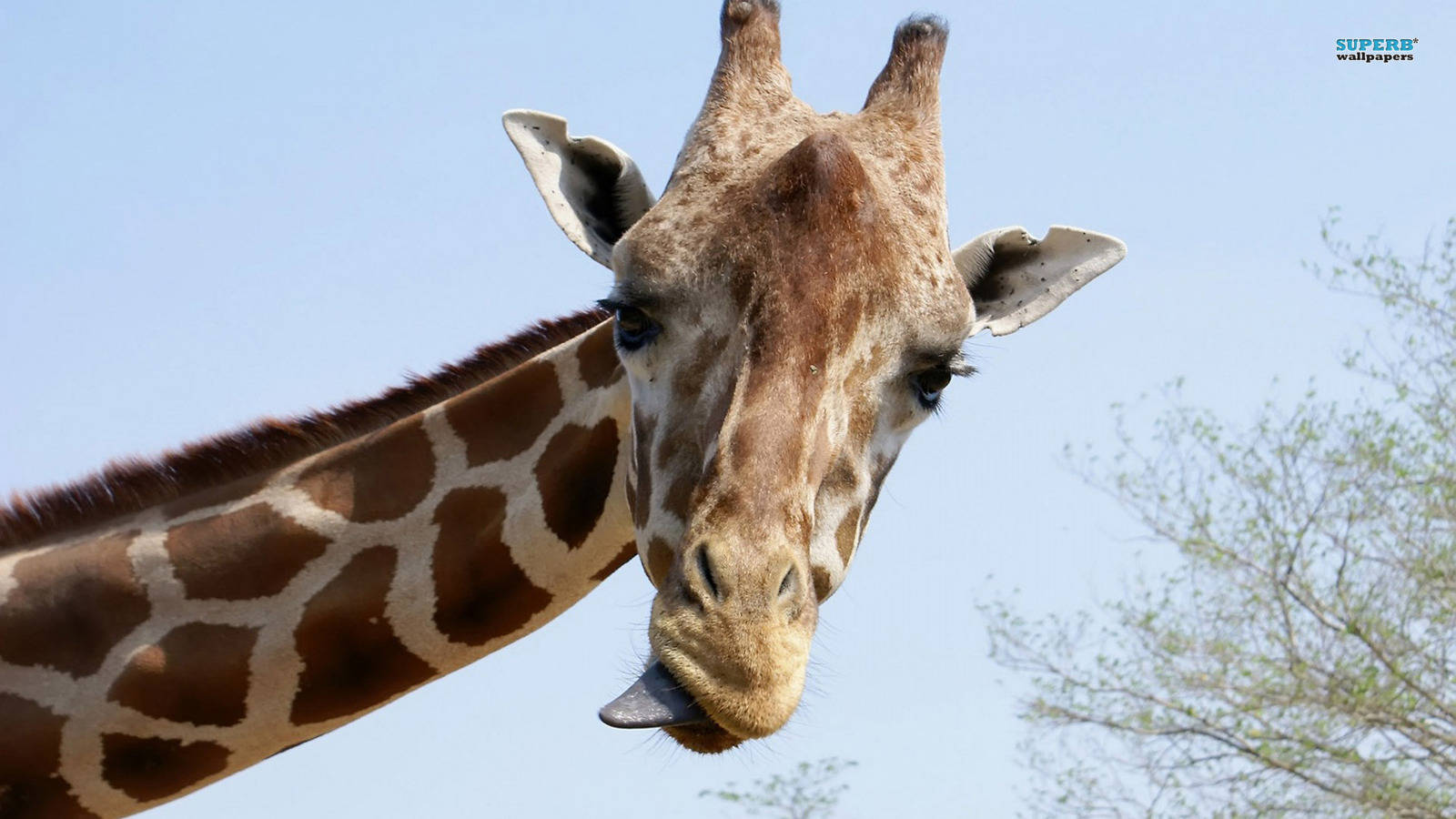 Real Giraffe Photo Background