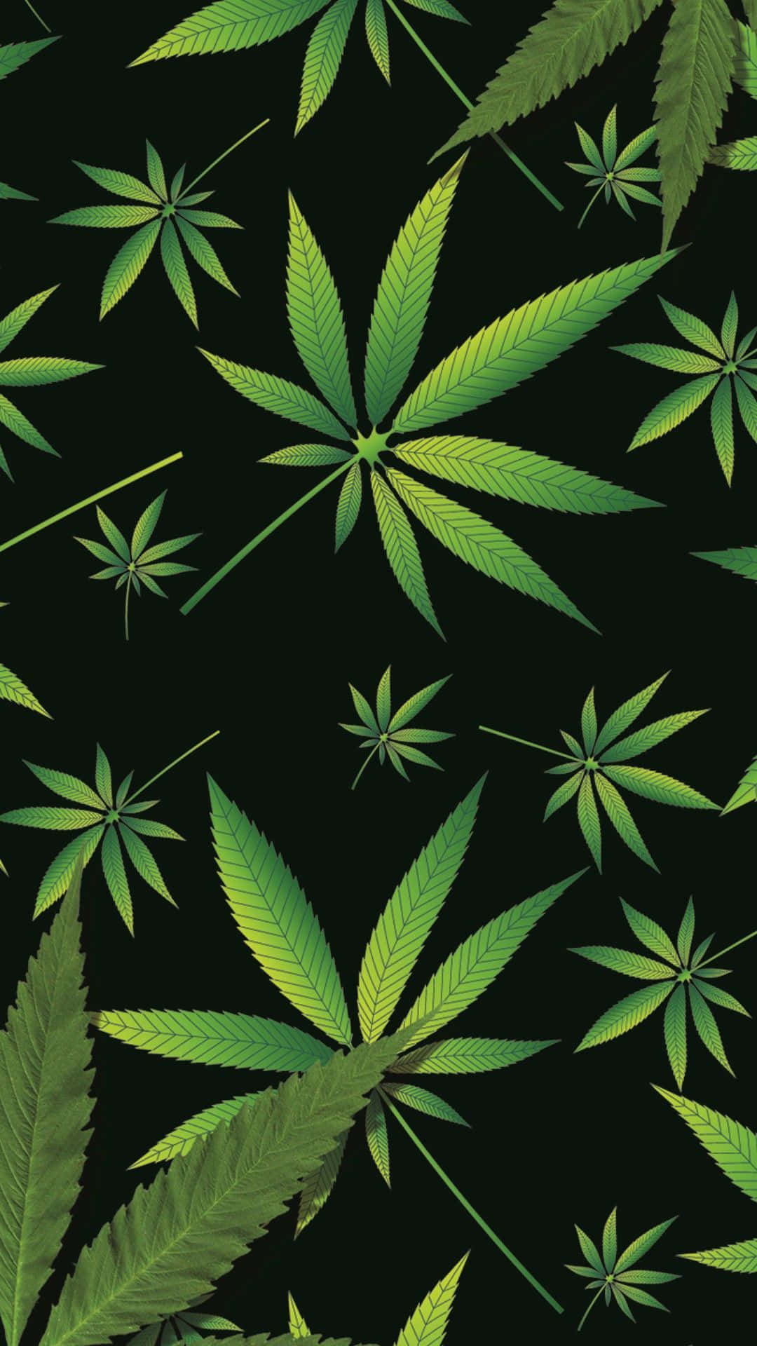 Real Marijuana Leaf On Poster Background