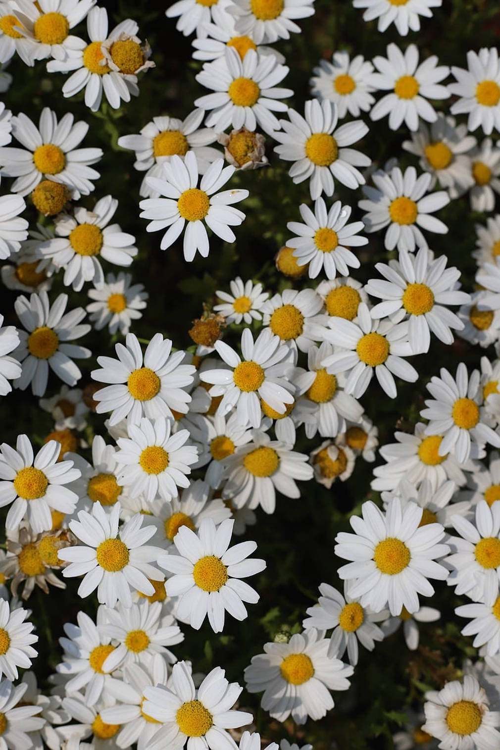 Real White Daisies Phone Background