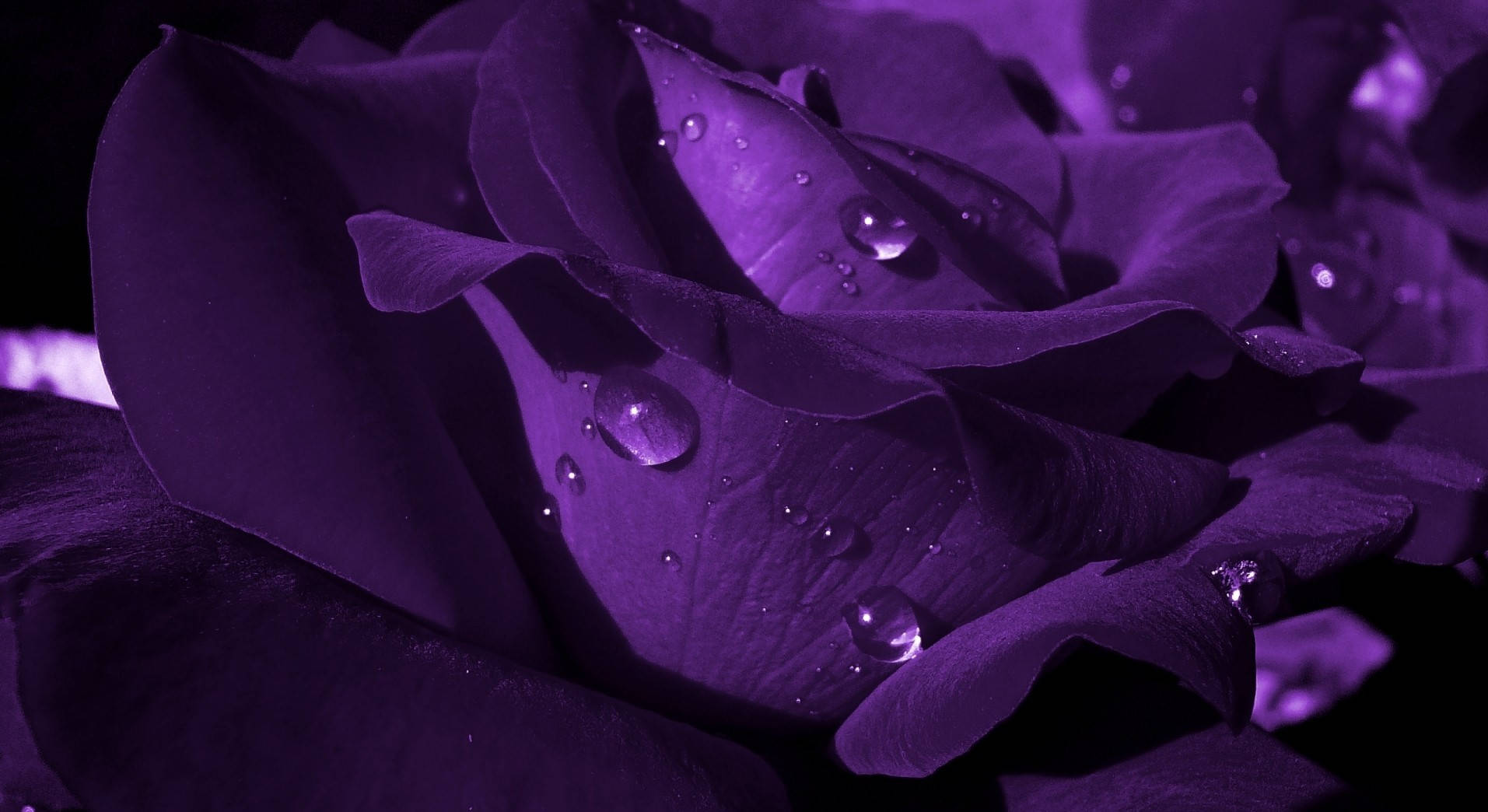 Realistic Image Of Purple Flower Desktop