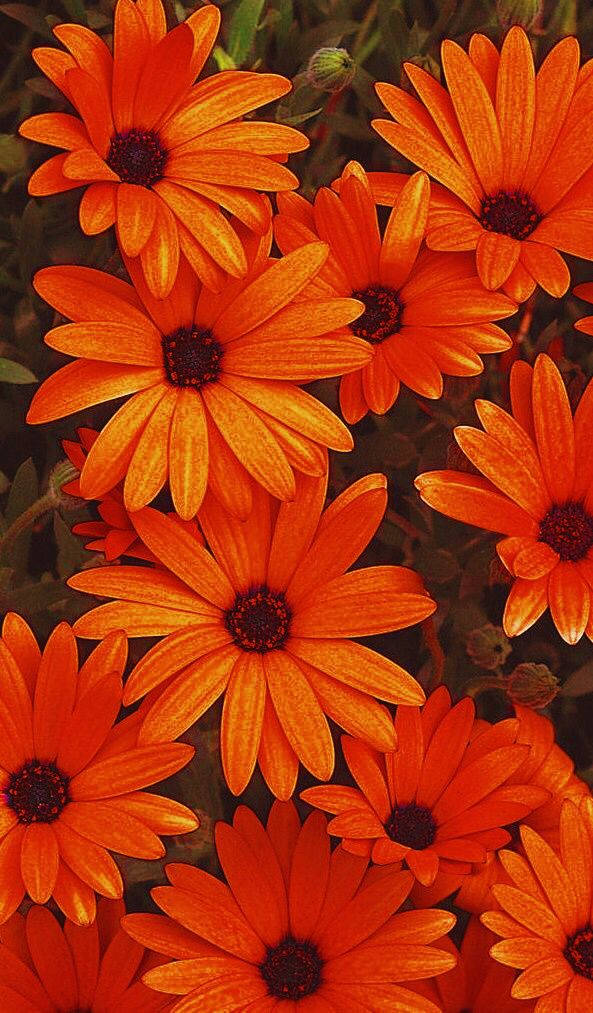 Realistic Orange Floral Painting Background