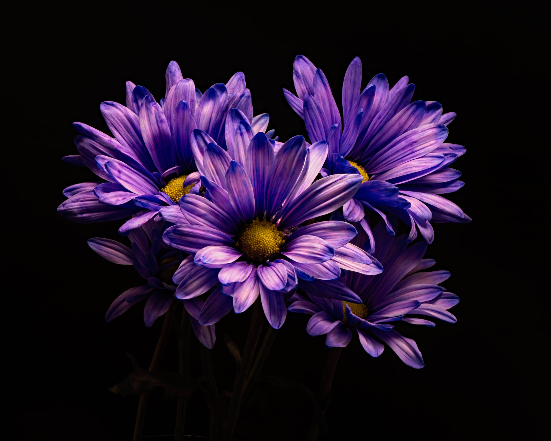 Realistic Purple Flower Desktop Background