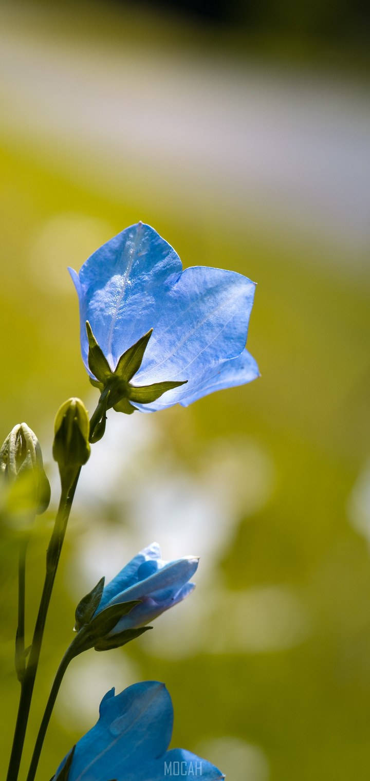 Realme 7 Pro Blue Flower Background