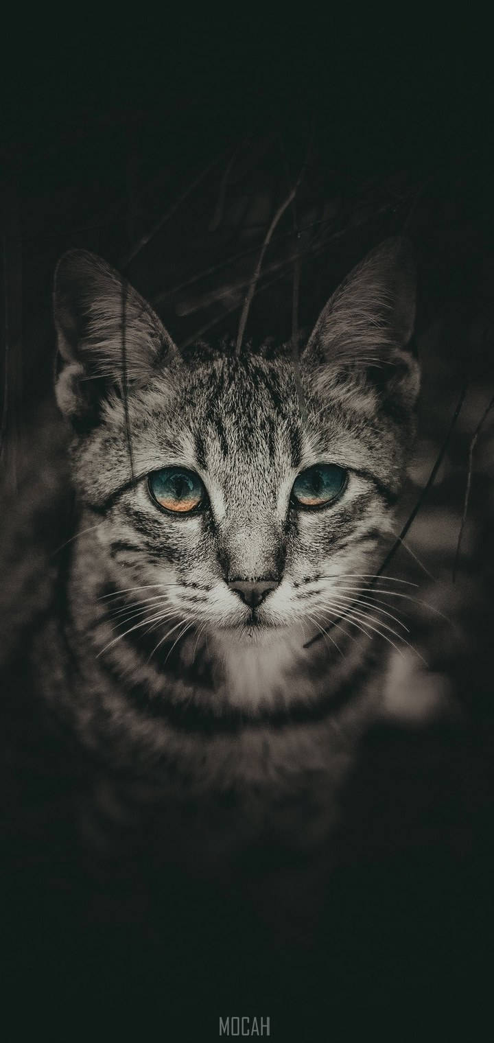 Realme 7 Pro Cat Background