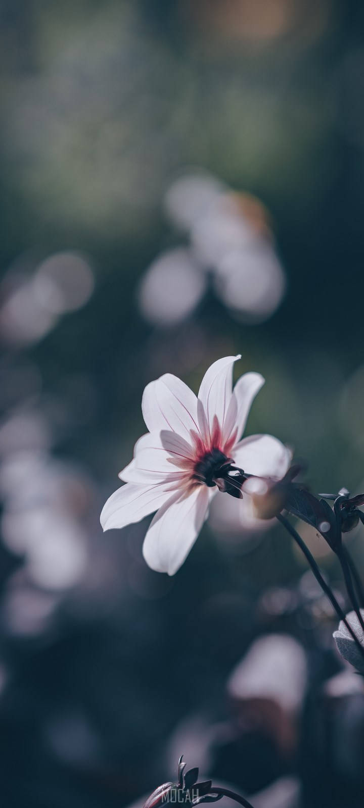 Realme 7 Pro Light Pink Flower Background