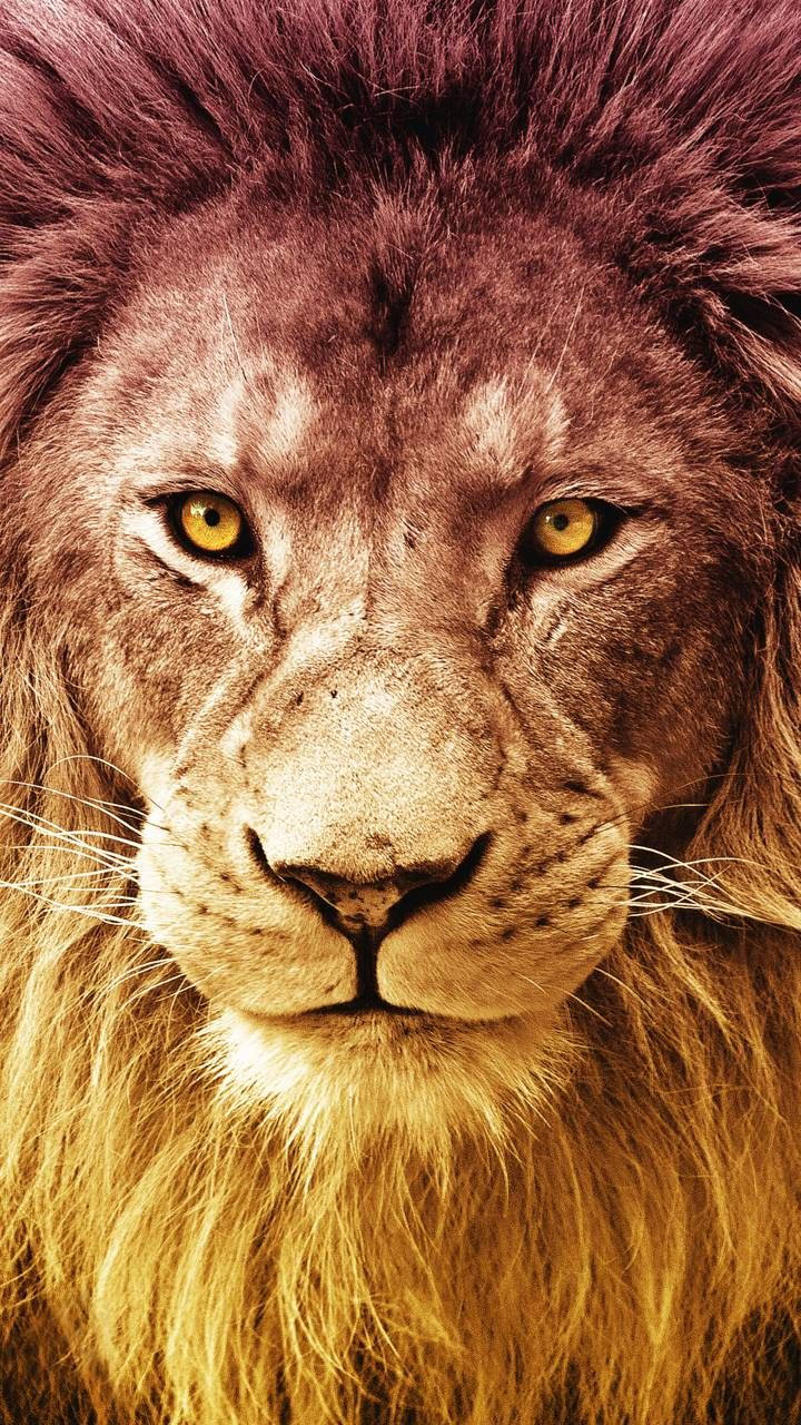 Realme 7 Pro Lion Background