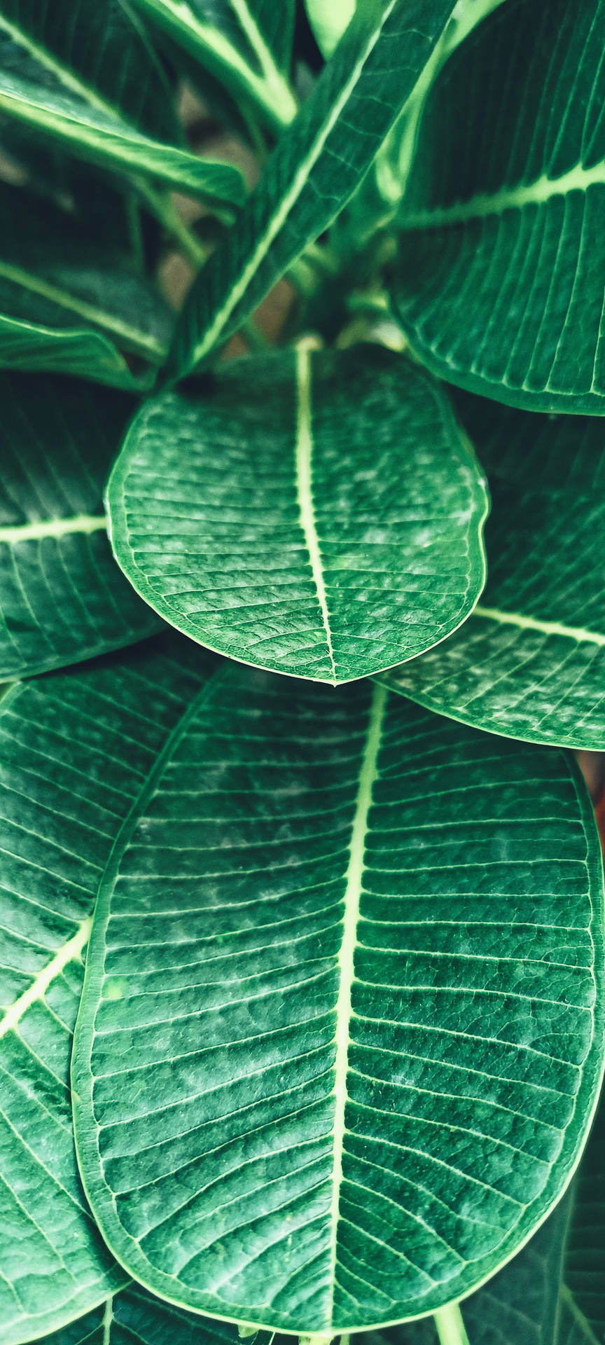 Realme Tropical Plant Background