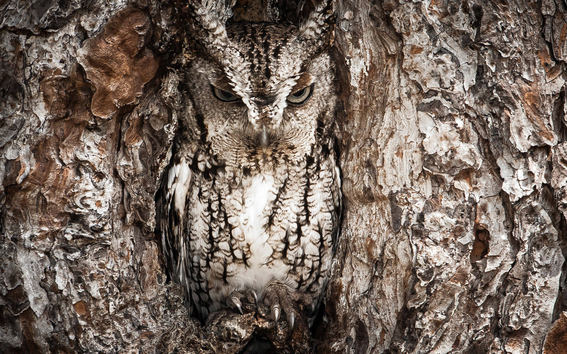 Realtree Camo Eastern Screech Owl Background