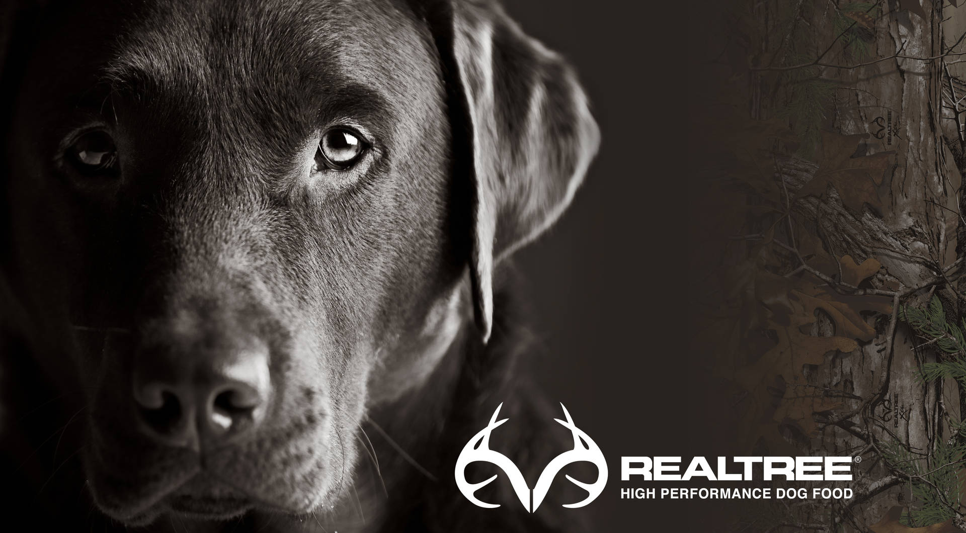 Realtree Camo Labrador Retriever Background