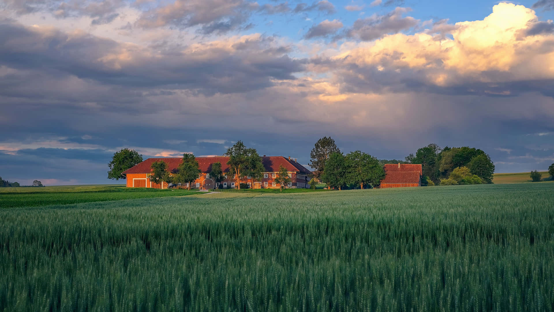 Reaping The Rewards Of A Successful Crop Of Cool Farming. Background