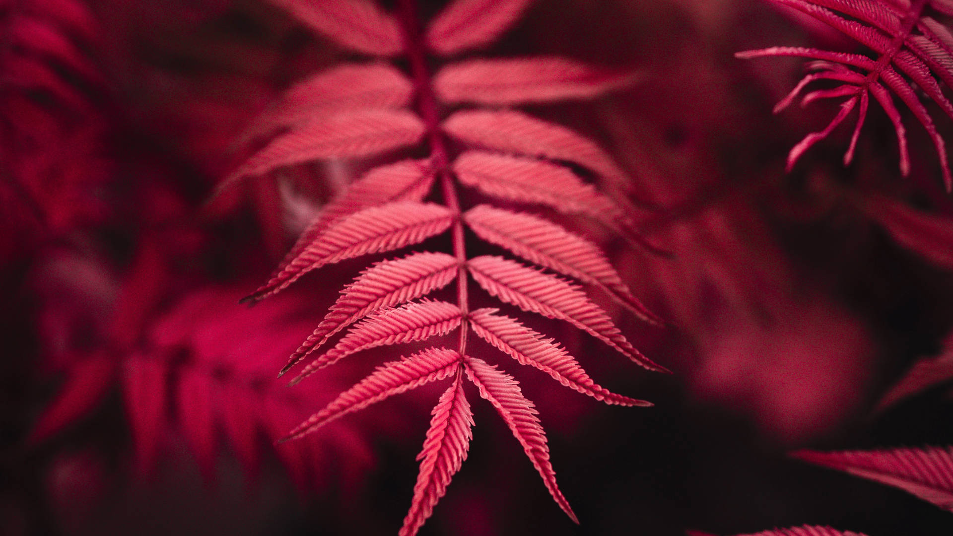 Red 4k Uhd Leaf Background