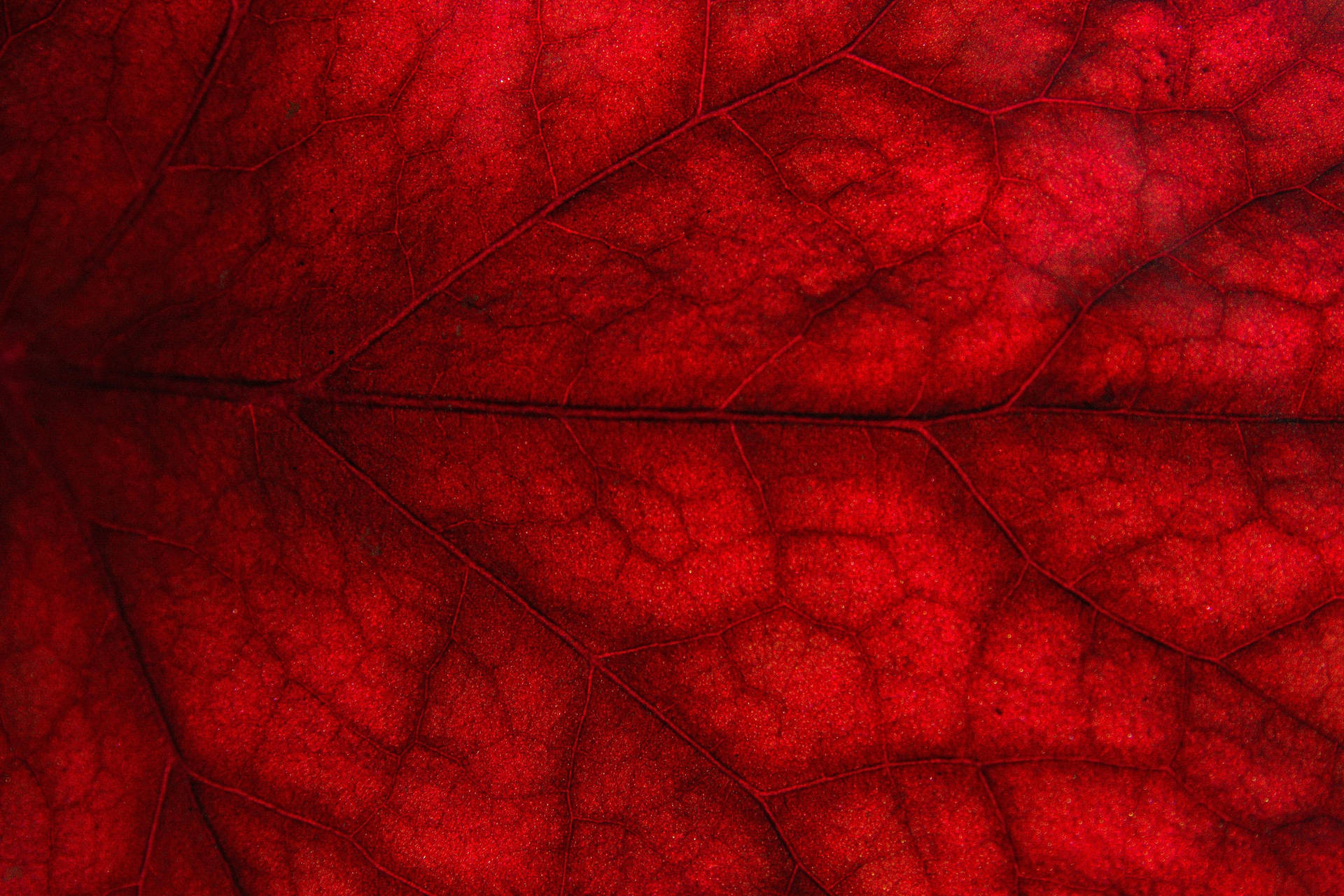 Red 4k Uhd Leaf Vein Background