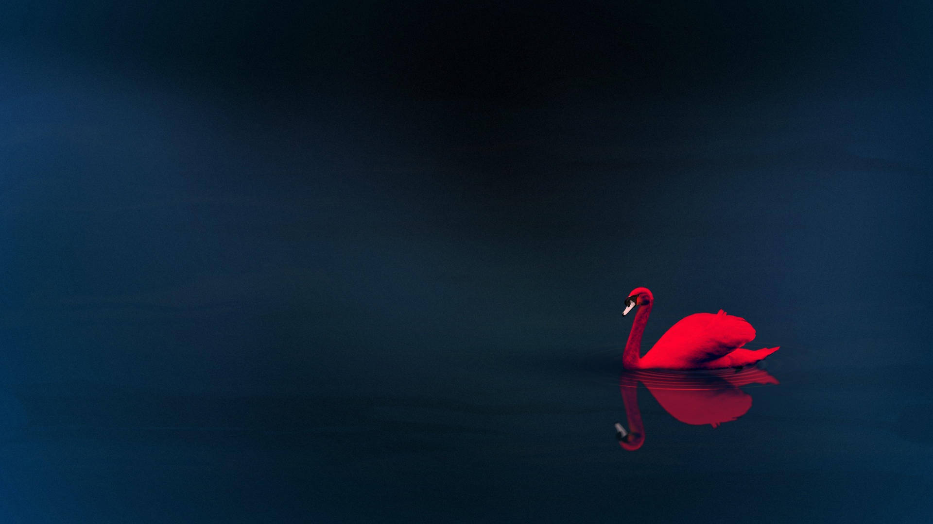 Red 4k Uhd Swan Background