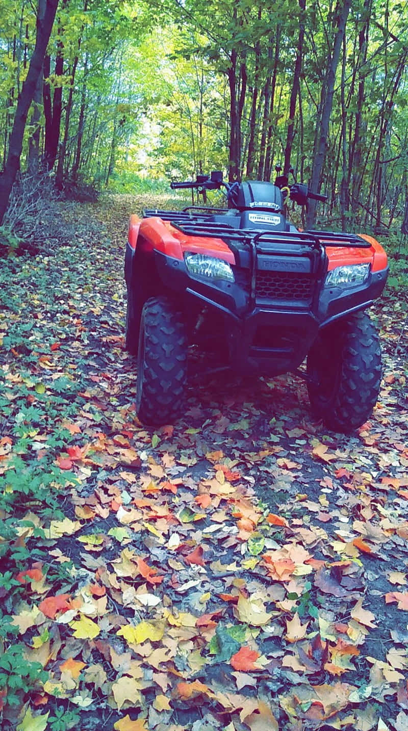 Red A T V Autumn Forest Trail.jpg Background