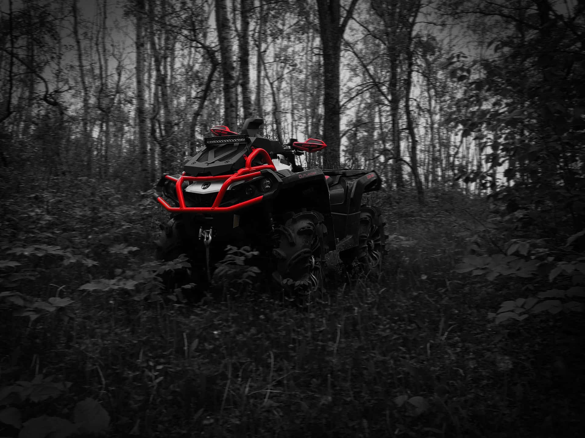 Red Accented A T Vin Forest Background