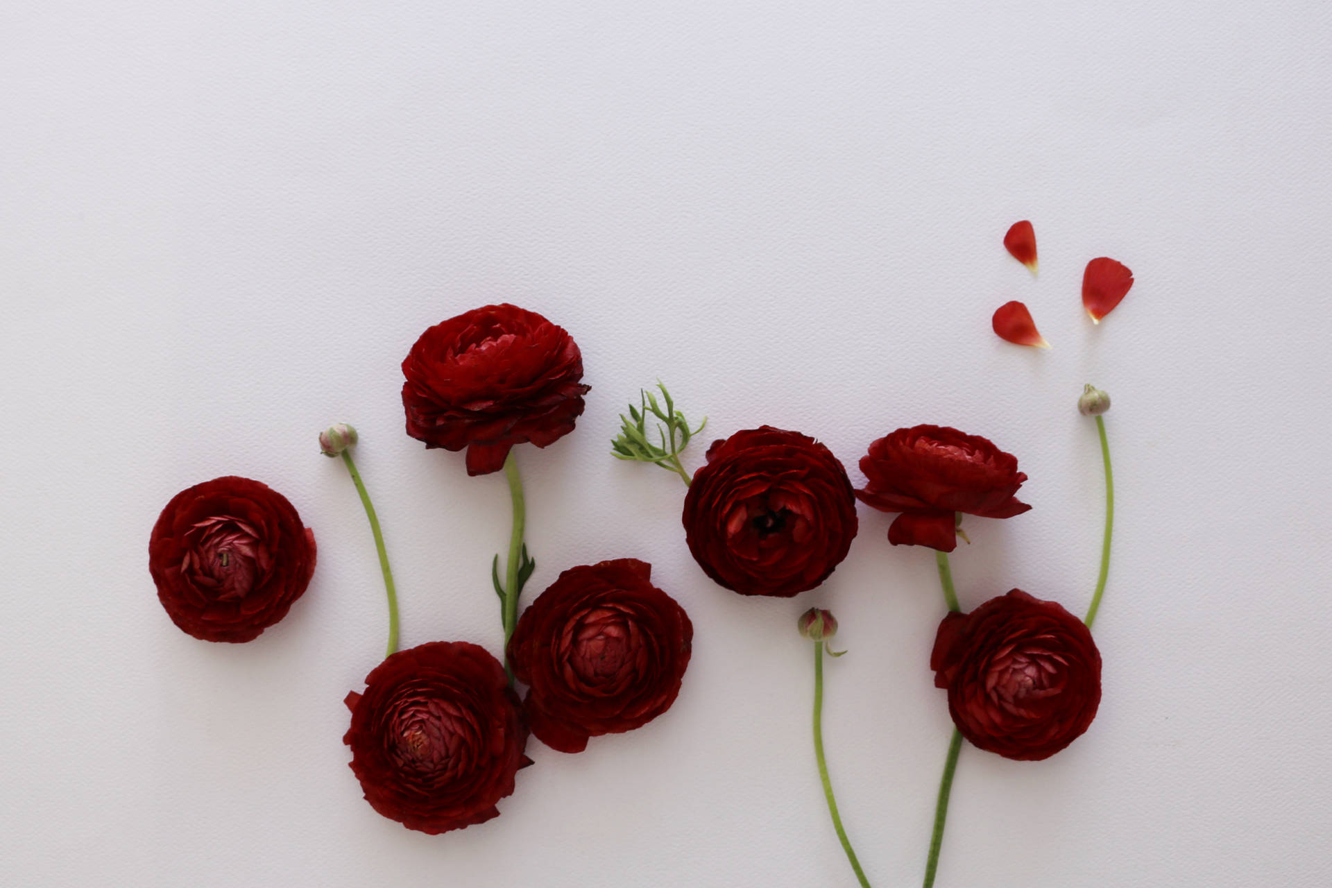 Red Aesthetic Flower In White Background
