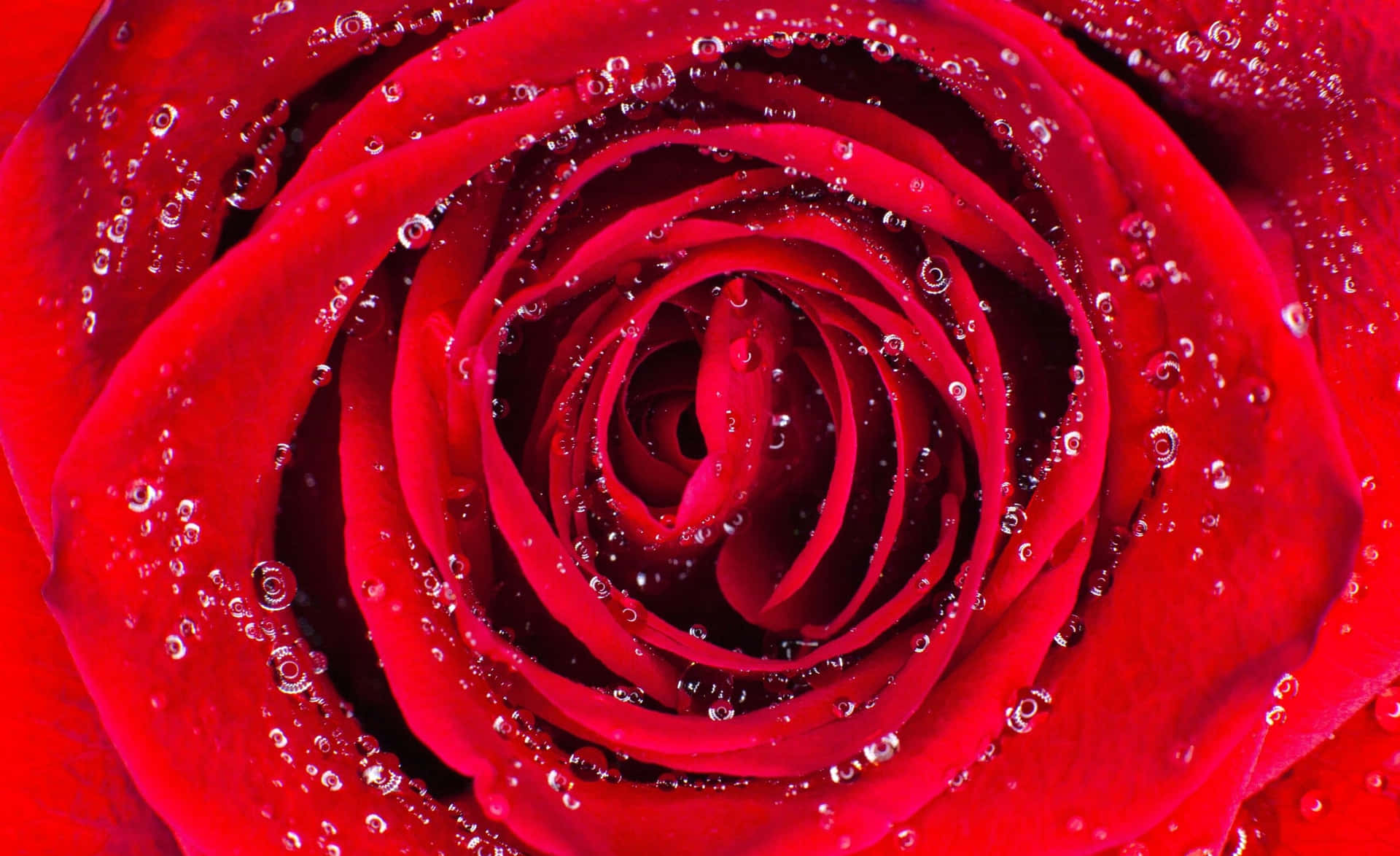 Red Aesthetic Laptop Rose Petal Background