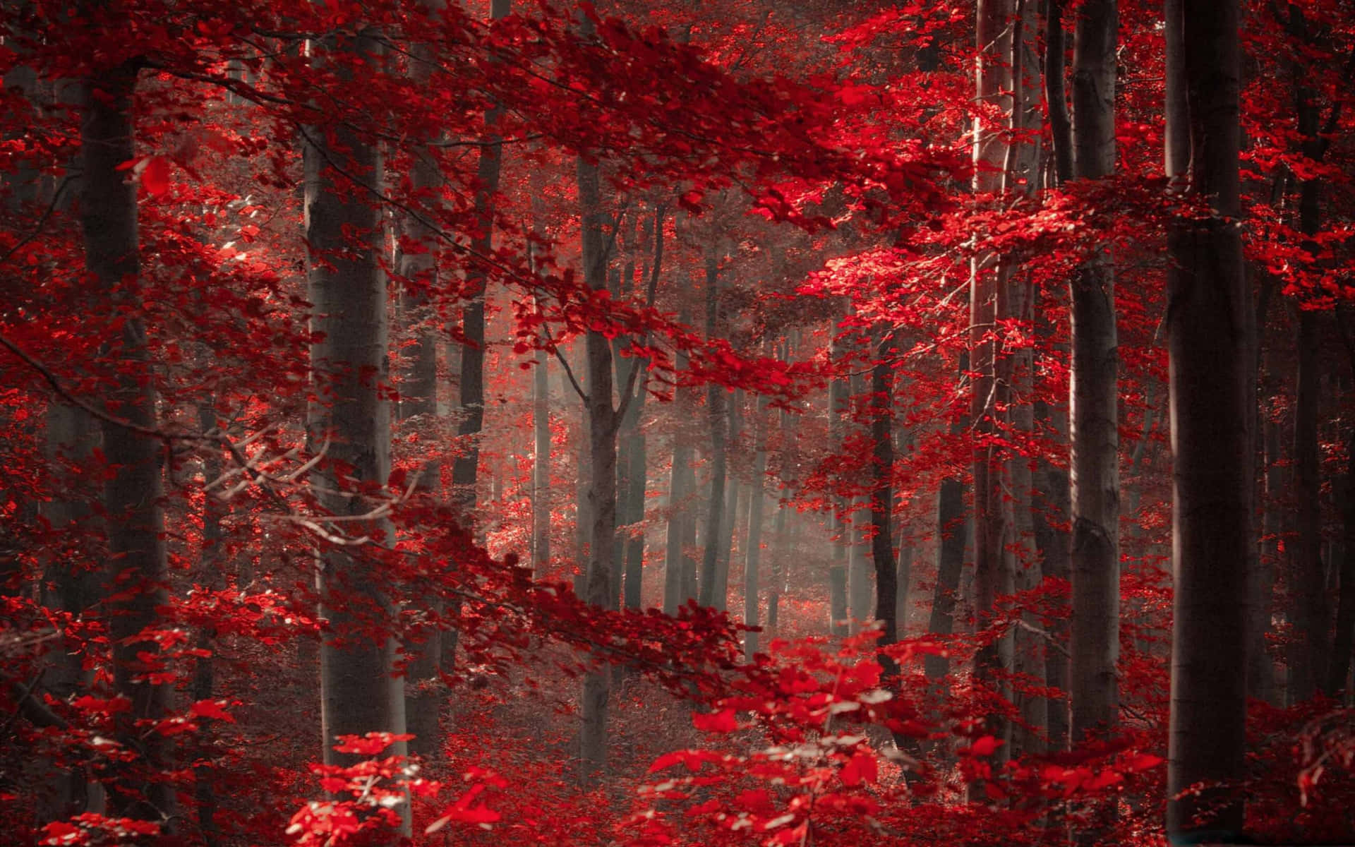 Red Aesthetic Magical Forest Background