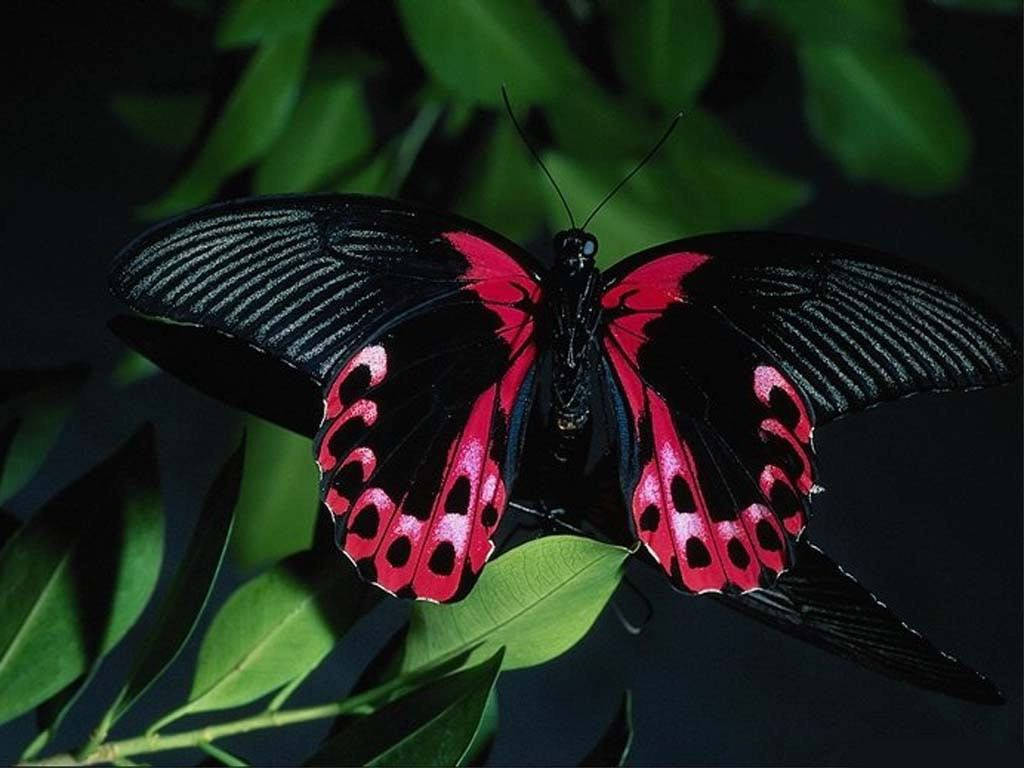 Red And Black Butterfly On Leaves Background