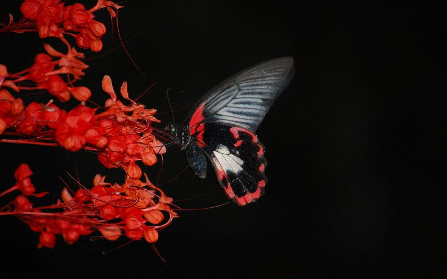 Red And Black Butterly Dim Backdrop Background