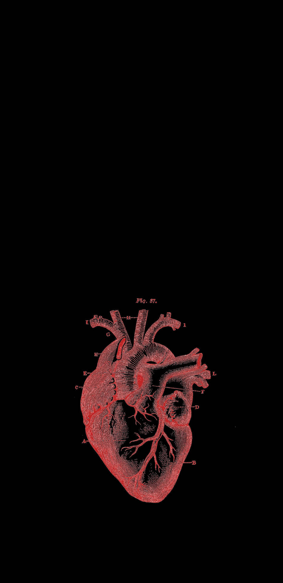 Red And Black Heart Aesthetic Anatomy Background