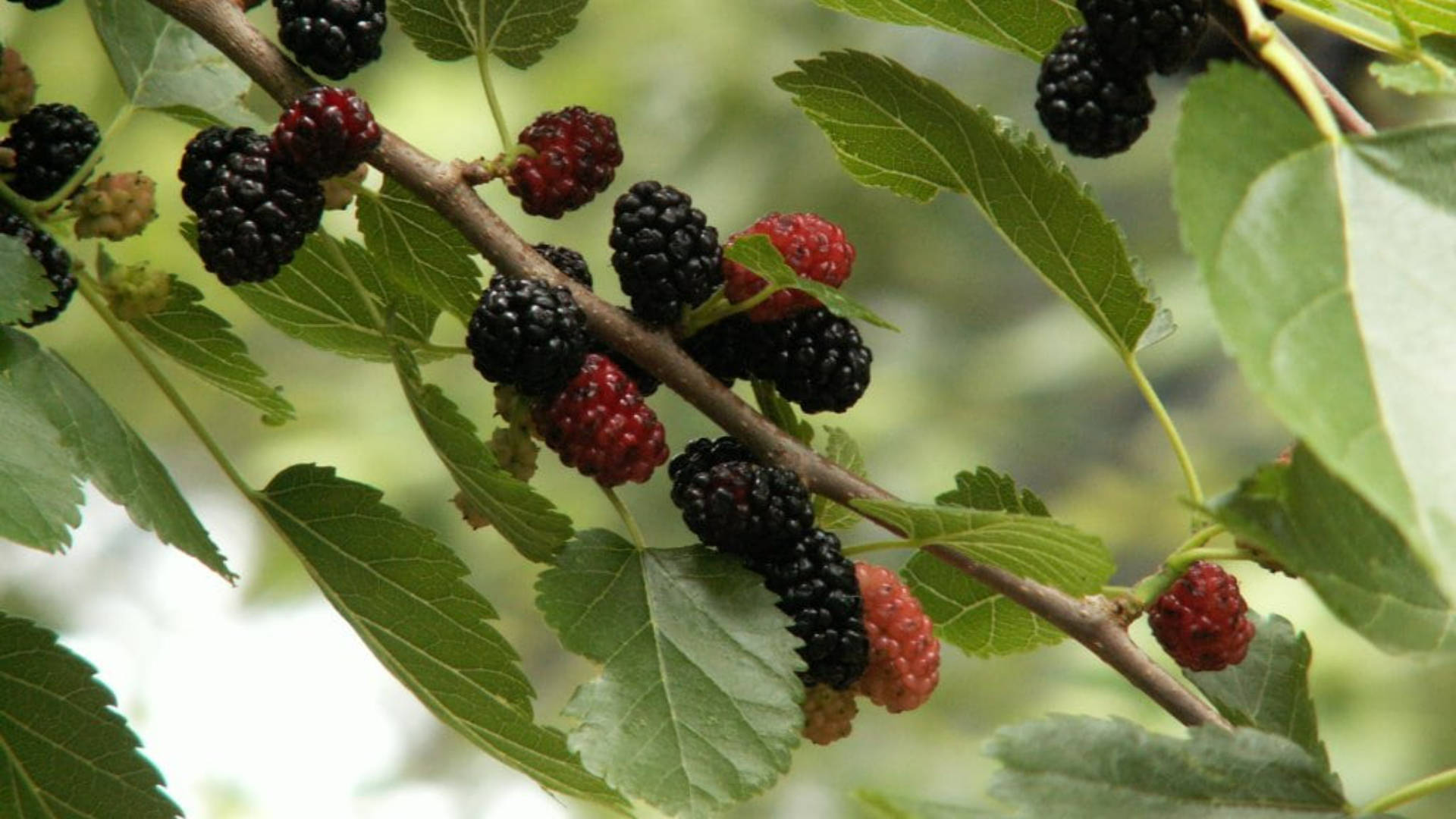 Red And Black Mulberry Fruits Background