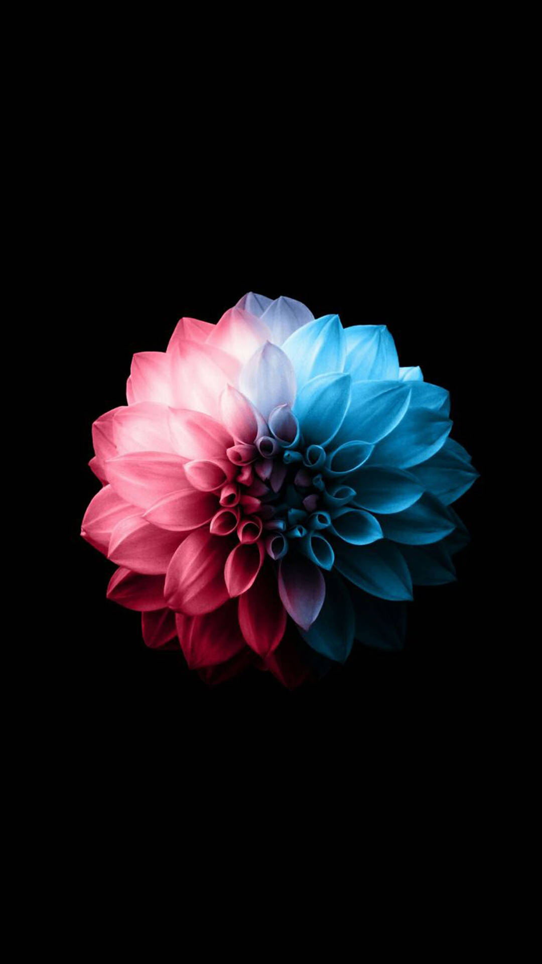 Red And Blue Dahlia Flower Apple