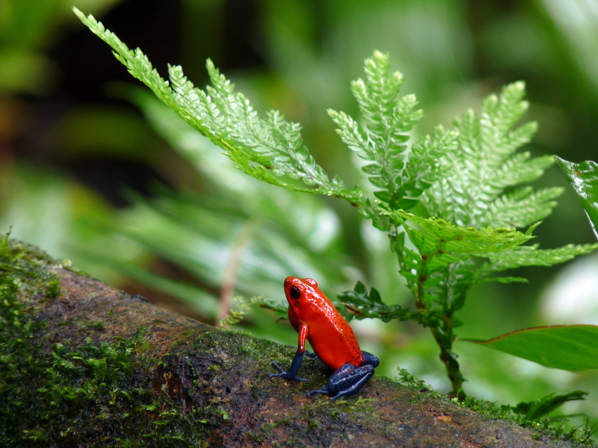 Red And Blue Frog