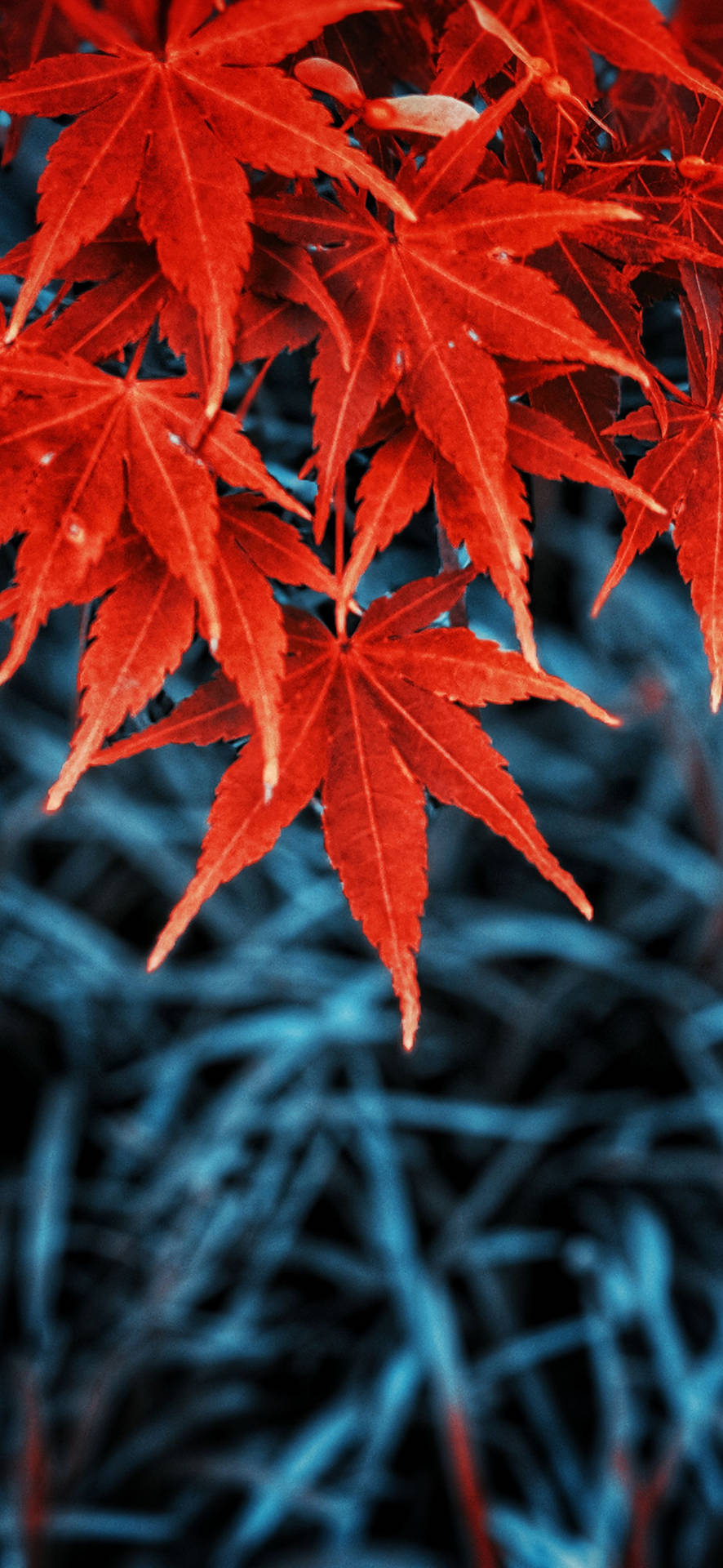 Red And Blue Leaves Iphone Background