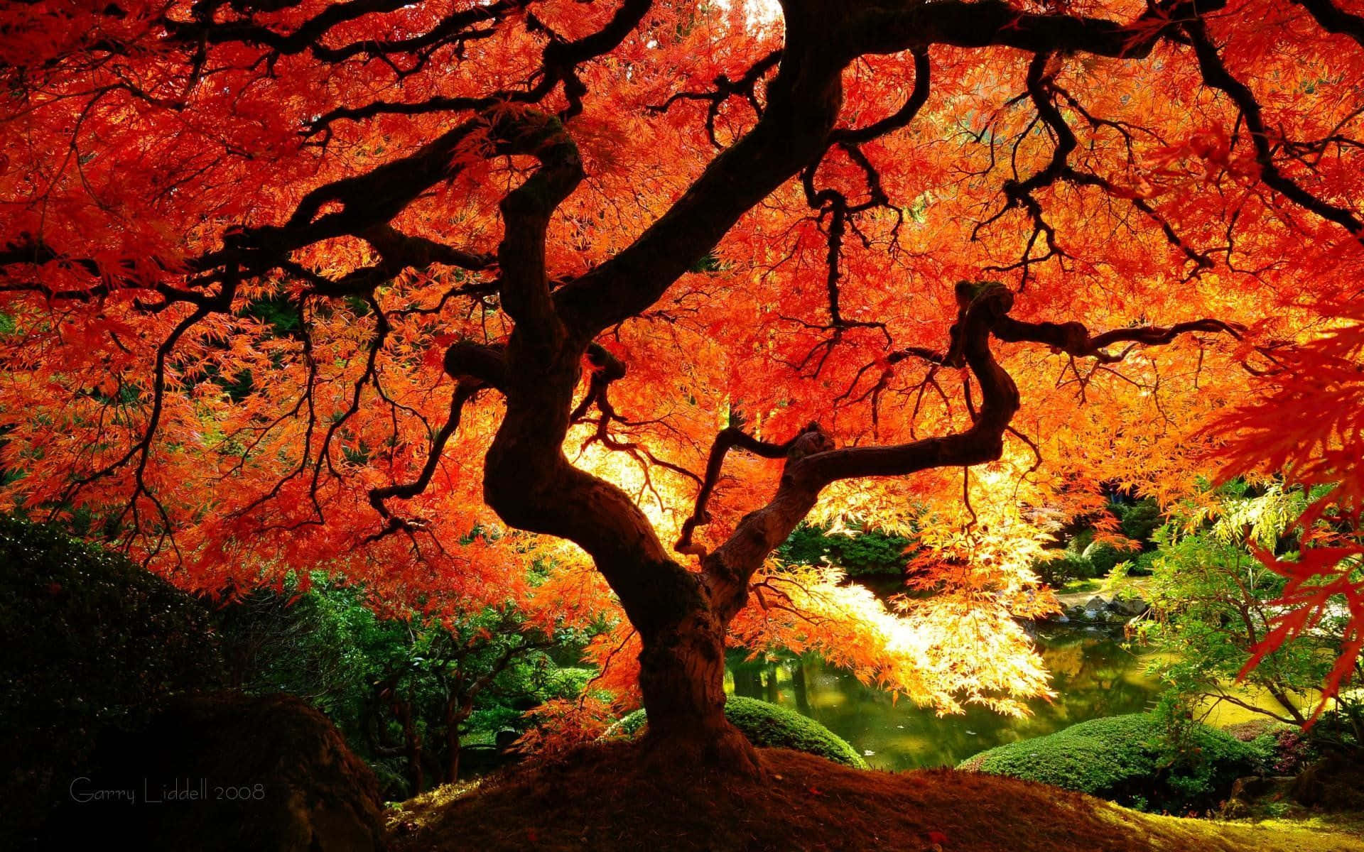 Red And Cool Japanese Tree With A Pond