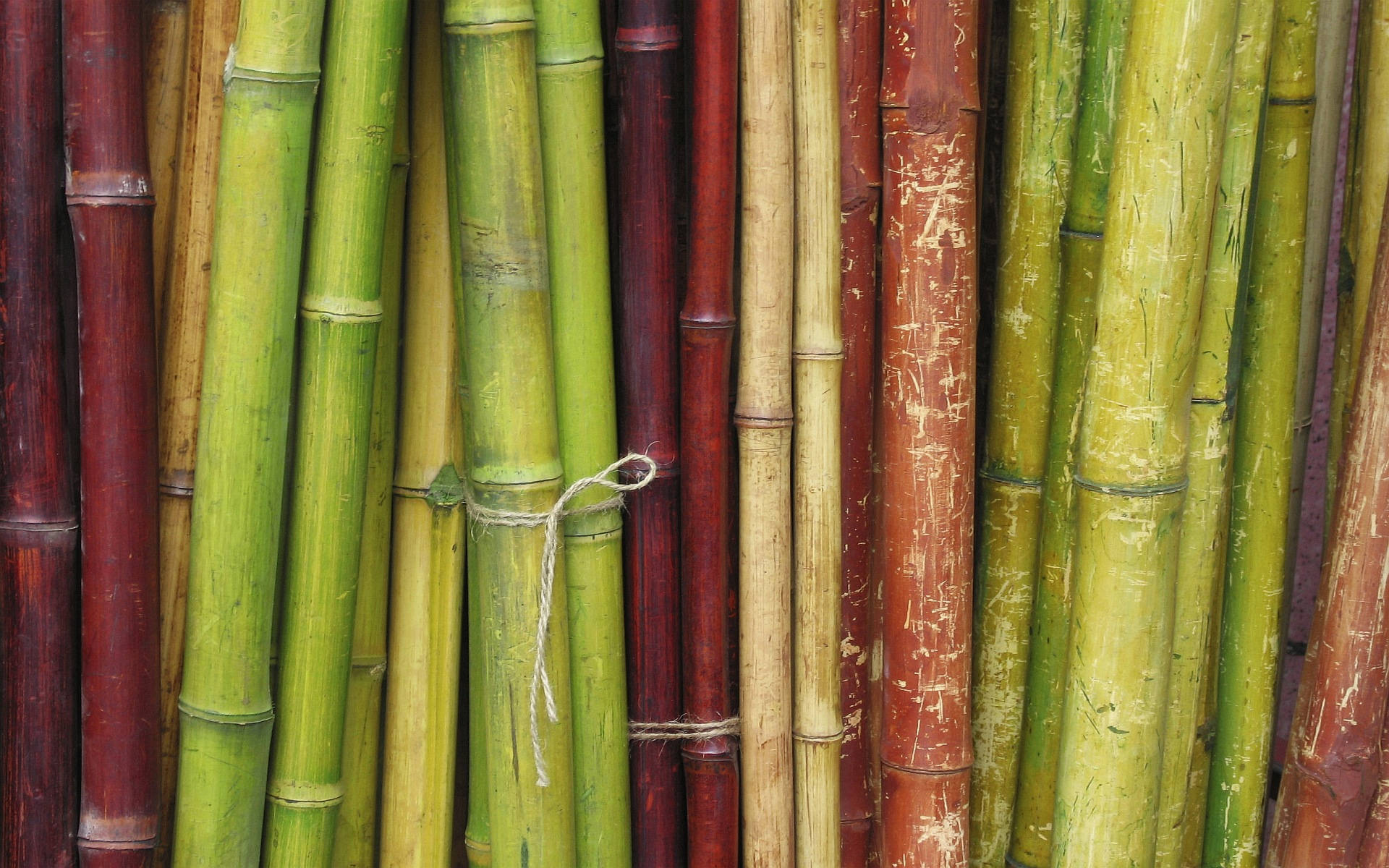 Red And Green-colored Bamboo Hd Background