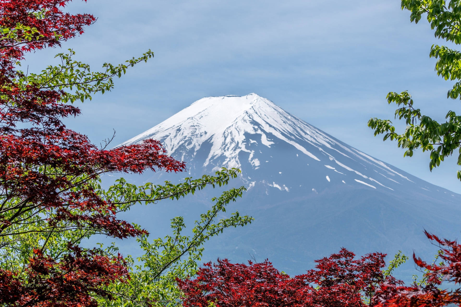 Red And Green Trees Mount Fuji Background