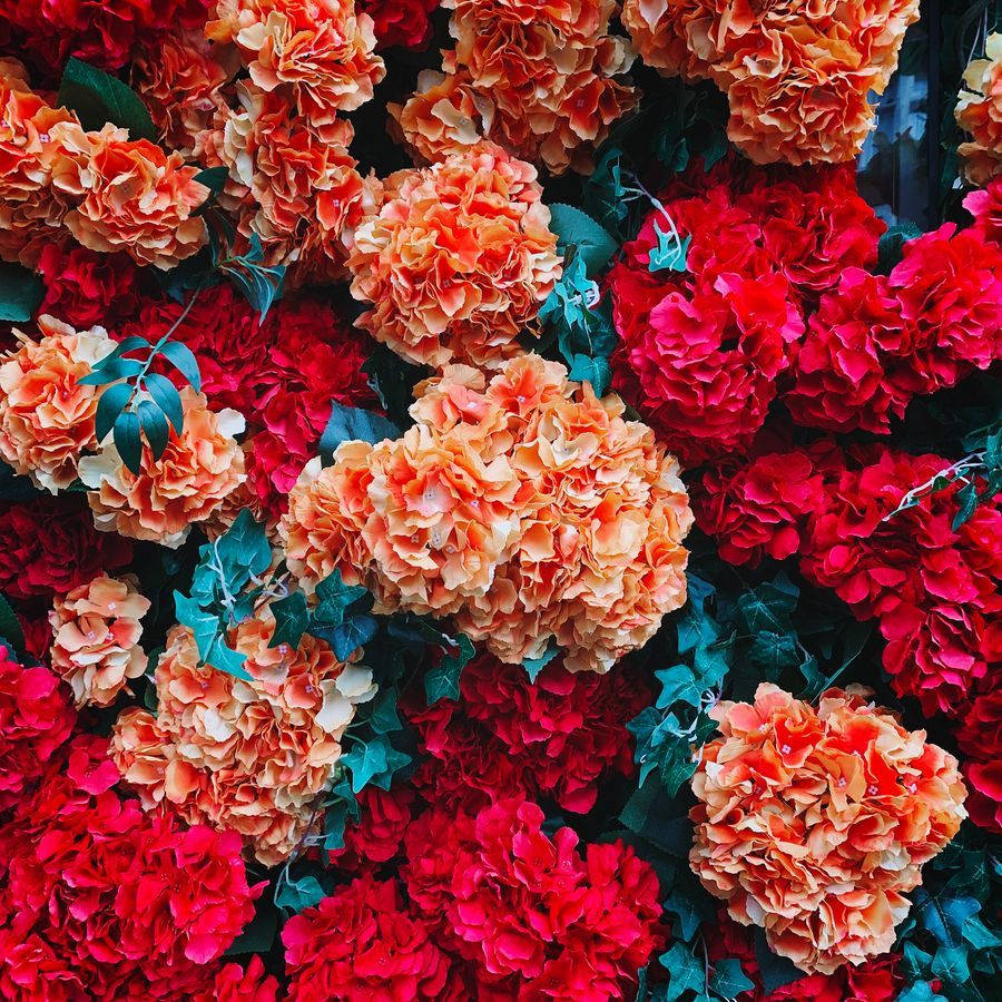 Red And Orange Floral Arrangement Photography Background