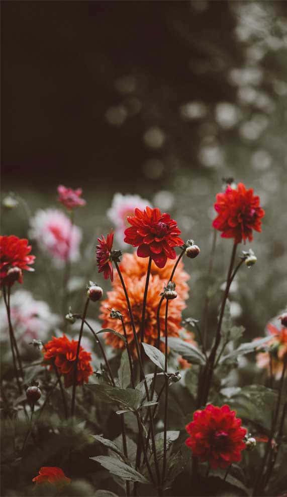 Red And Orange Flowers Background