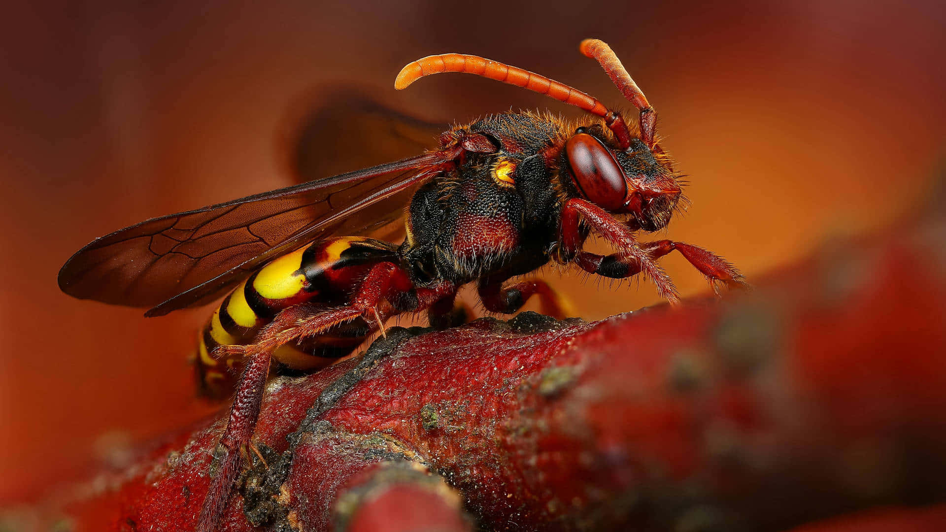 Red And Orange Flying Instinct Background