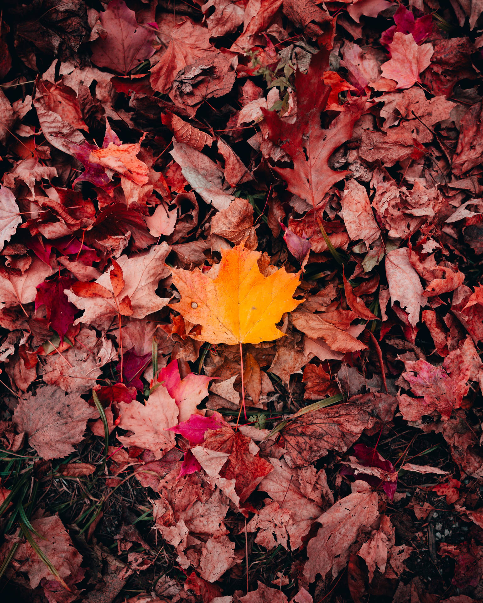 Red And Orange Maples Leaves