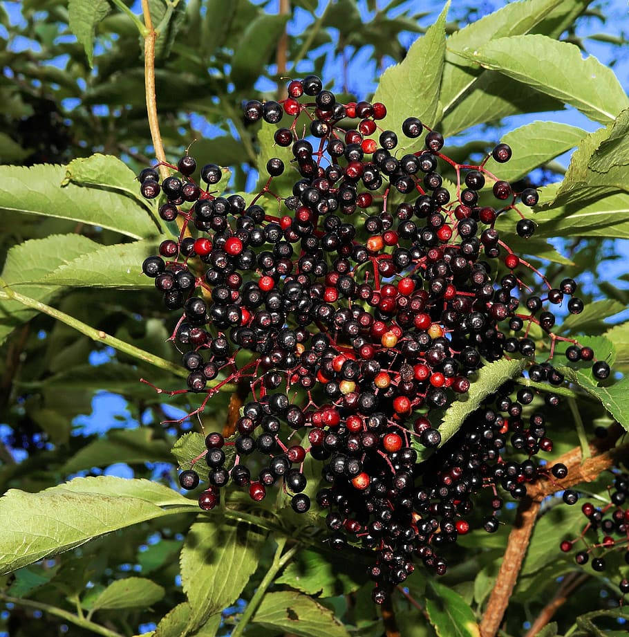 Red And Purple Elderberry Fruits