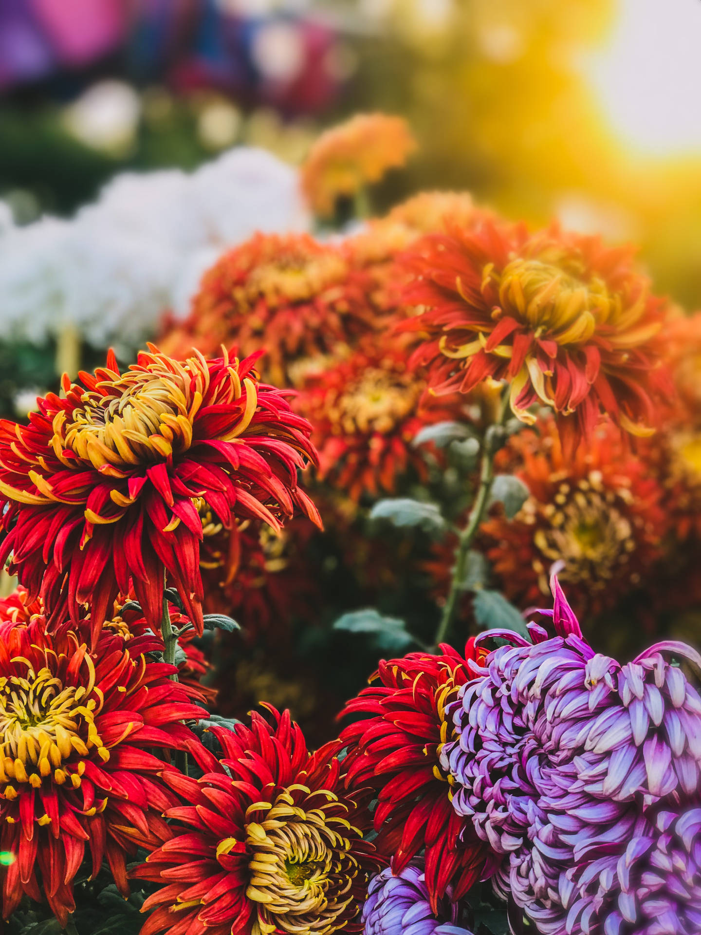 Red And Purple Flowers Amazing Iphone Background