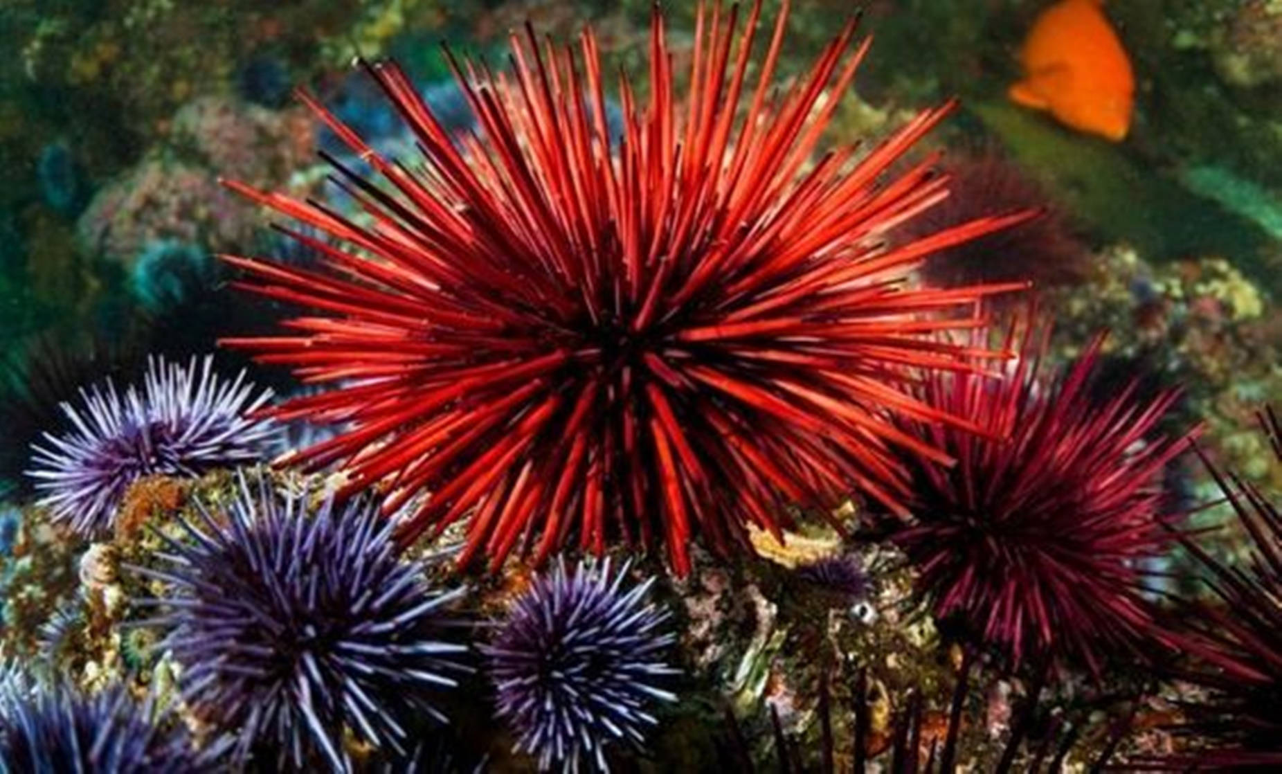 Red And Purple Sea Urchin Alchetron In The Sea Background