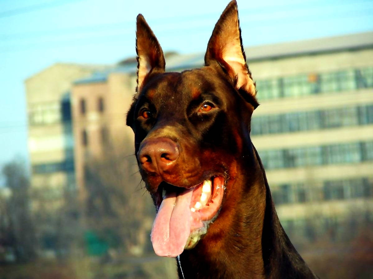 Red And Tan Cropped Ears Doberman Pinscher Background