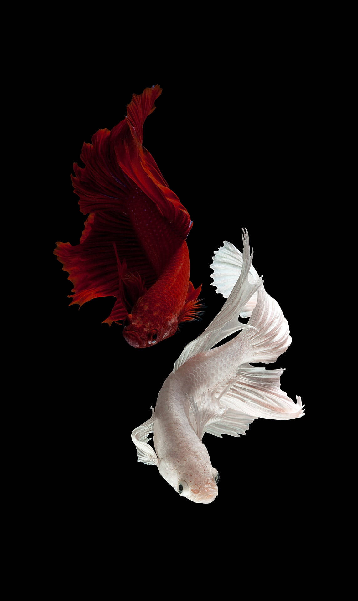 Red And White Beautiful Fish Background