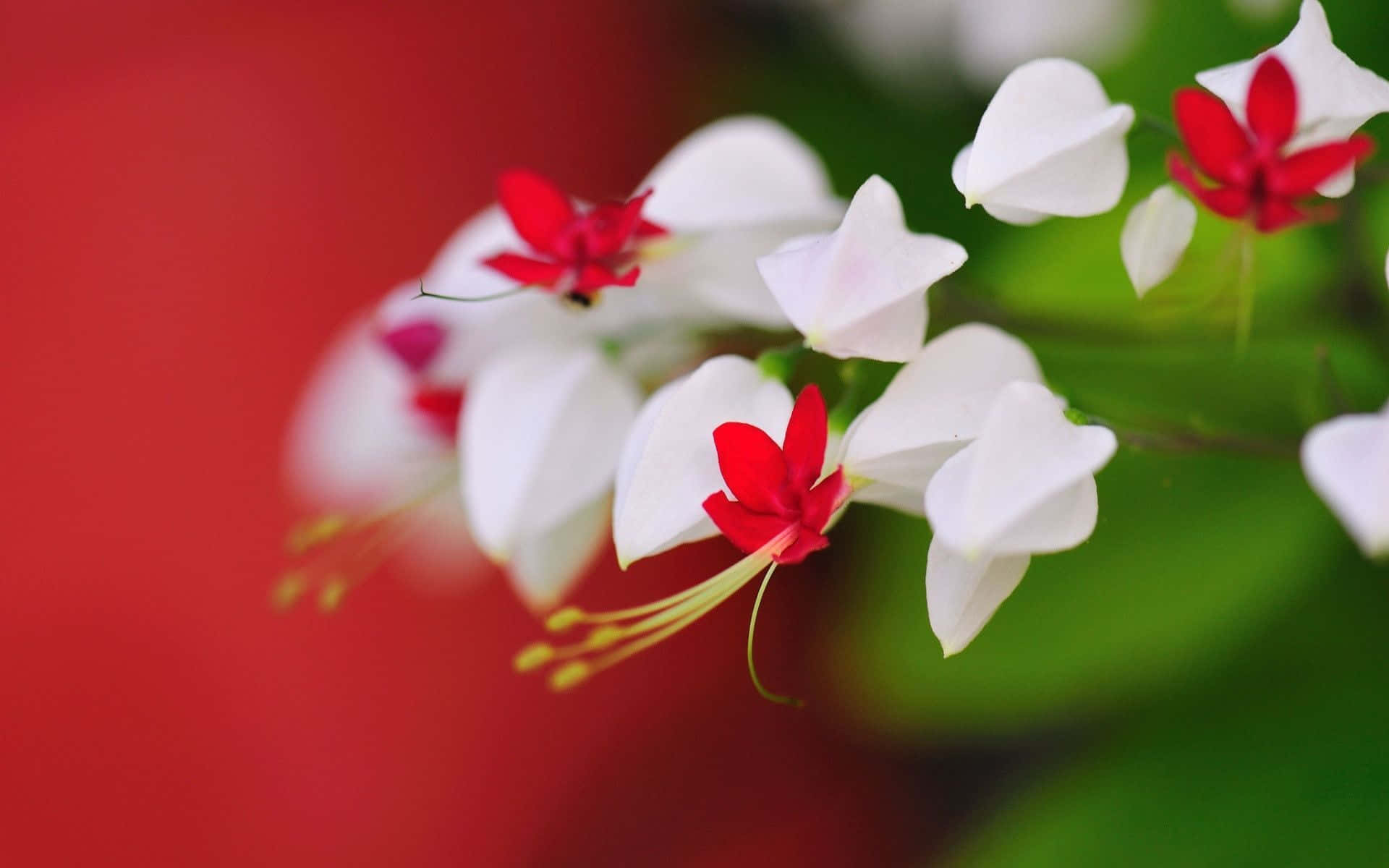 Red And White Bokeh Flowers Cute Floral