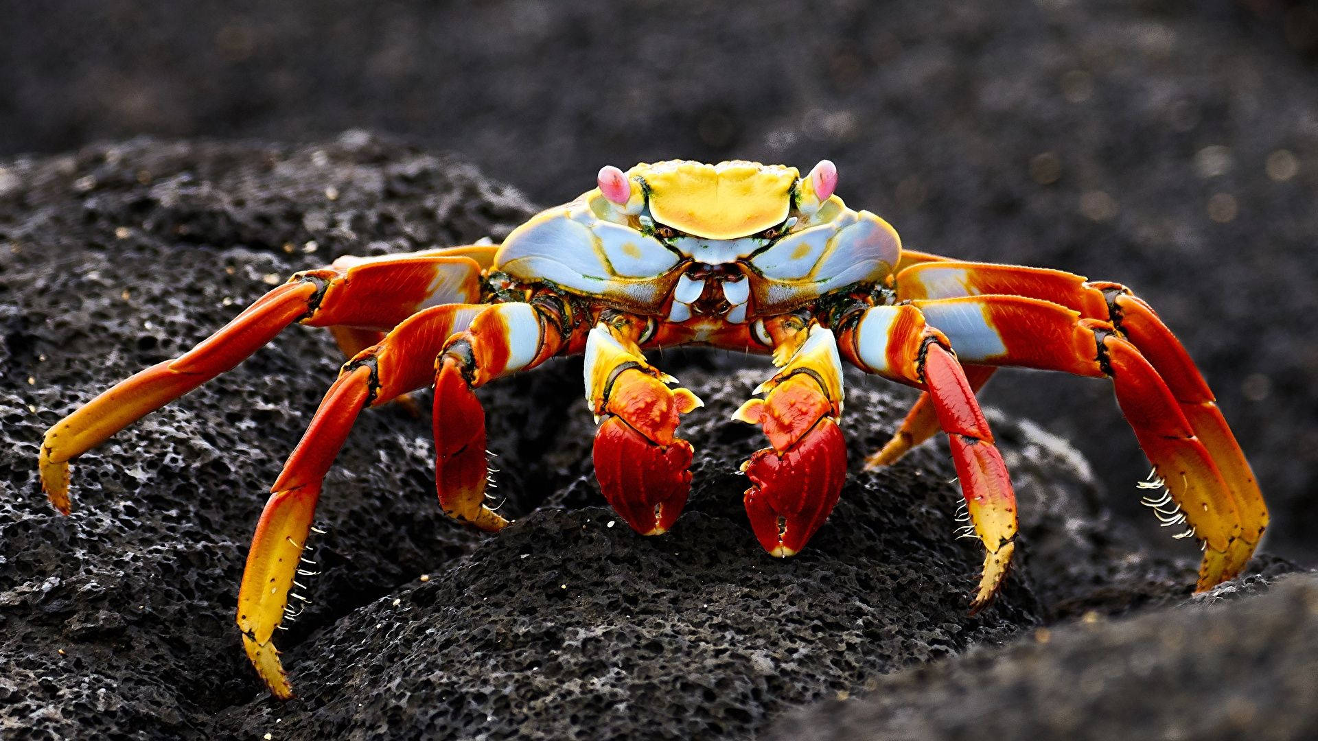Red And White Crab Background