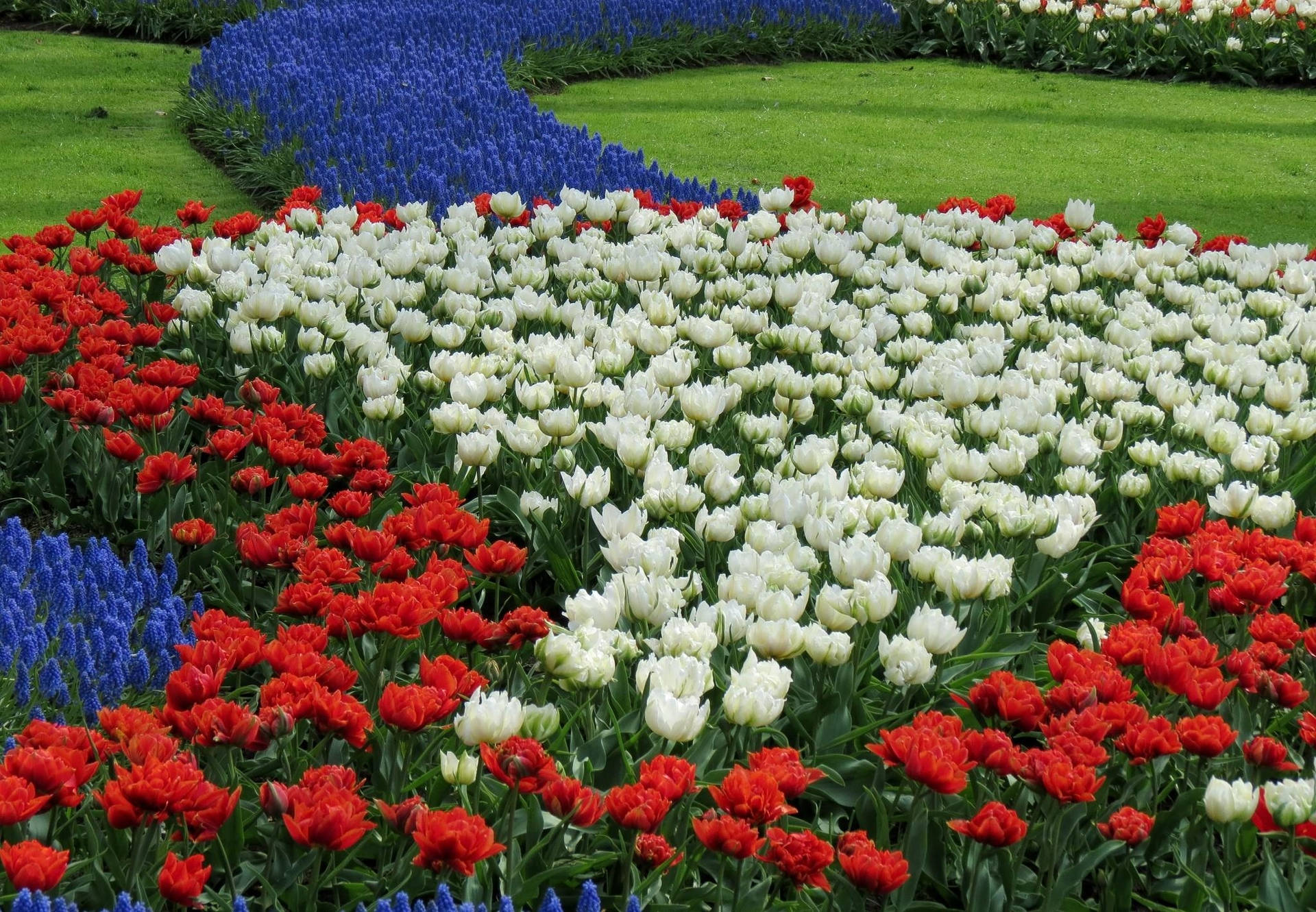 Red And White Flowers In Garden Background