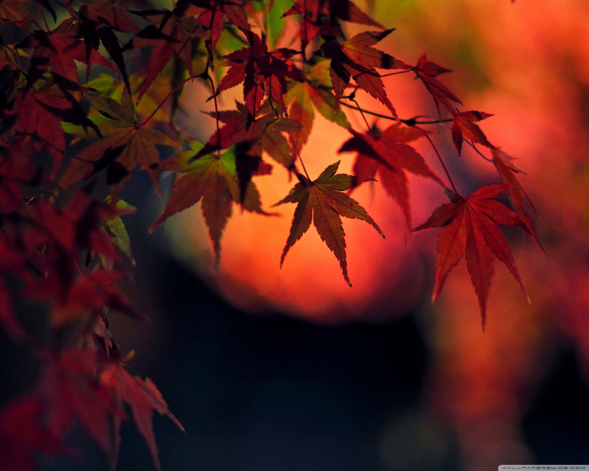 Red And White Japanese Symbol Background