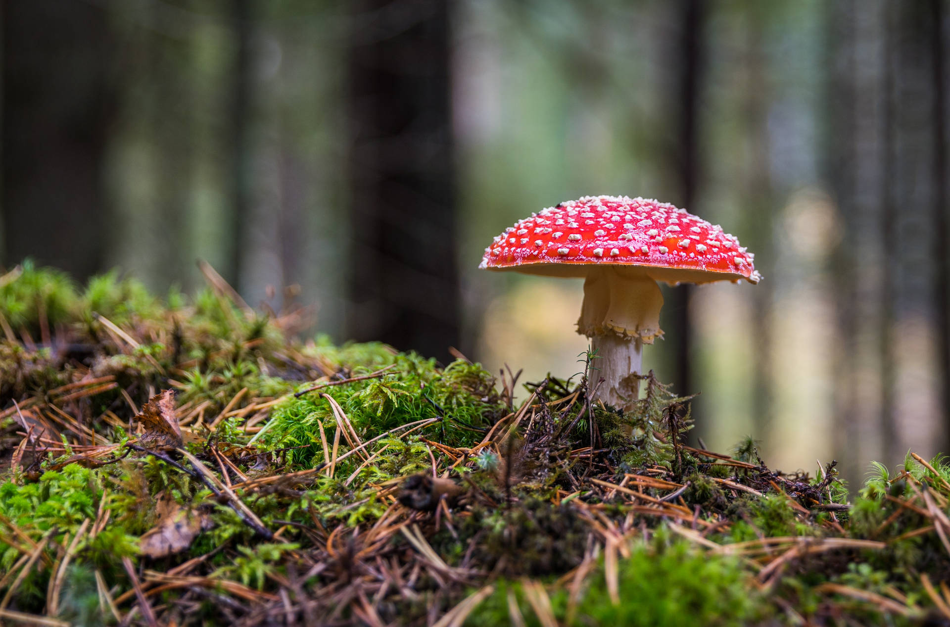 Red And White Mushroom Aesthetic Background